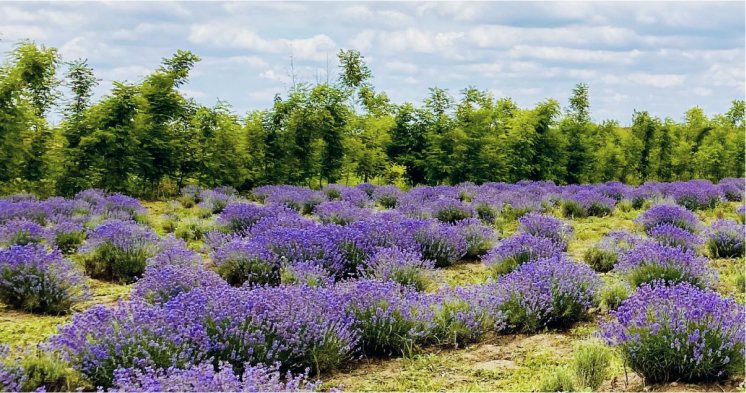 PLANTAȚIA ECOLOGICĂ „VIOPARK”